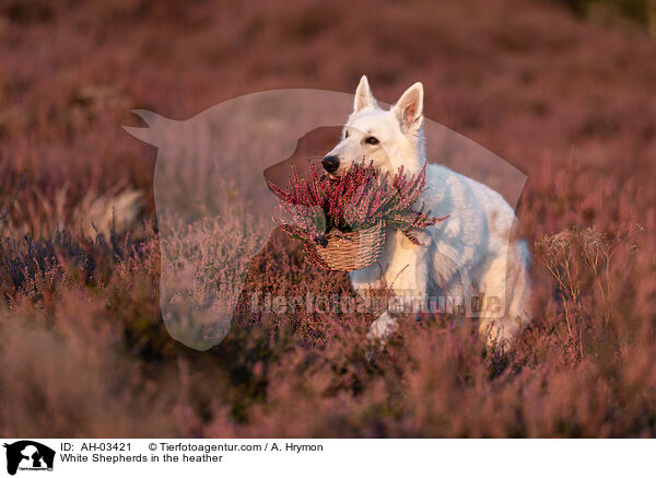 White Shepherds in the heather / AH-03421