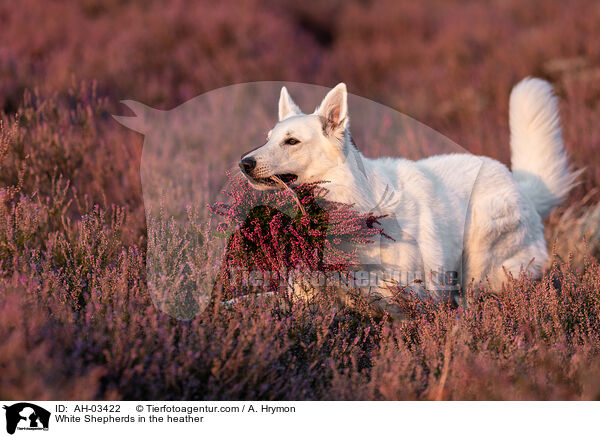 White Shepherds in the heather / AH-03422
