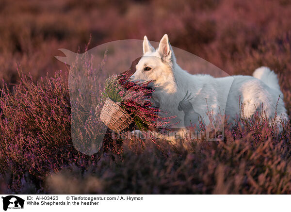 White Shepherds in the heather / AH-03423