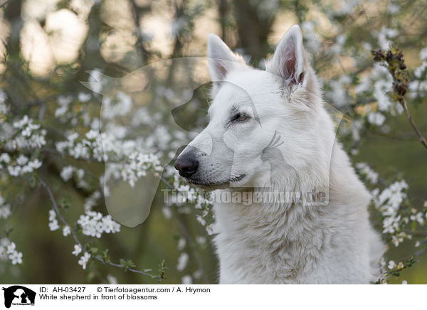 White shepherd in front of blossoms / AH-03427