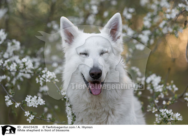 Weier Schferhund vor Blten / White shepherd in front of blossoms / AH-03428