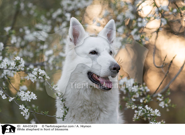 White shepherd in front of blossoms / AH-03429