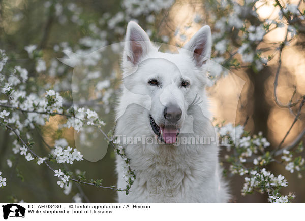 Weier Schferhund vor Blten / White shepherd in front of blossoms / AH-03430