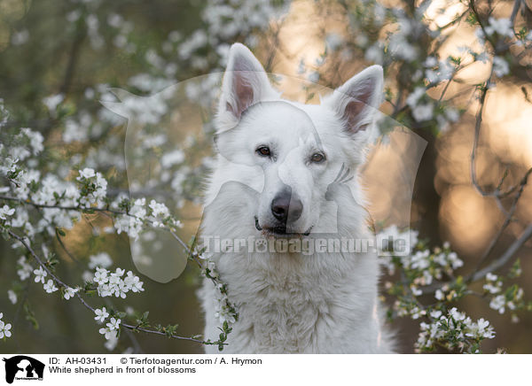 Weier Schferhund vor Blten / White shepherd in front of blossoms / AH-03431