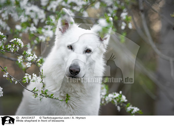 White shepherd in front of blossoms / AH-03437