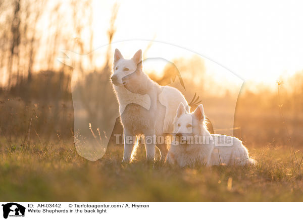 White Shepherds in the back light / AH-03442