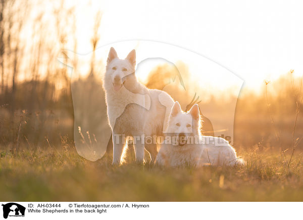 White Shepherds in the back light / AH-03444