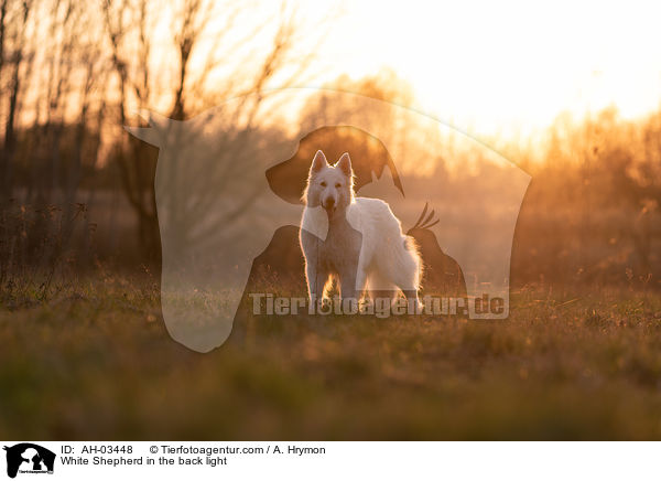 White Shepherd in the back light / AH-03448