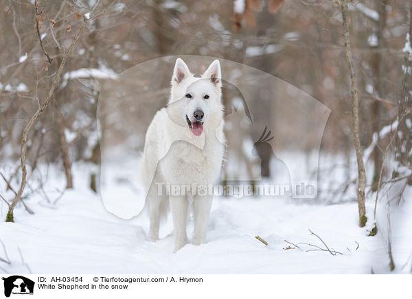 White Shepherd in the snow / AH-03454