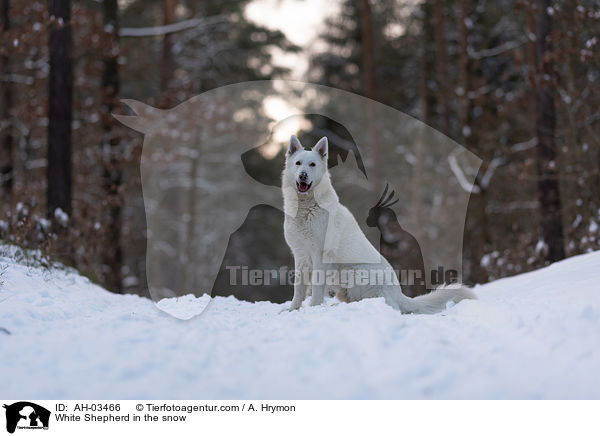 Weier Schferhund im Schnee / White Shepherd in the snow / AH-03466