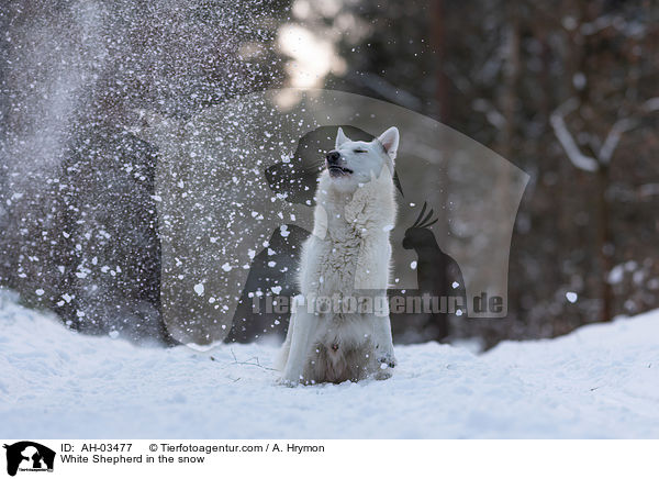 Weier Schferhund im Schnee / White Shepherd in the snow / AH-03477