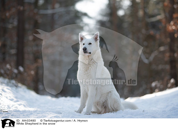 White Shepherd in the snow / AH-03480