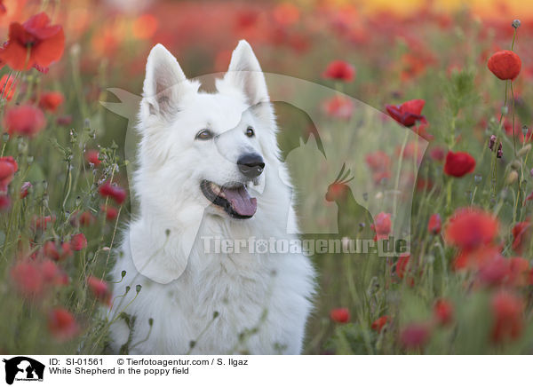 White Shepherd in the poppy field / SI-01561