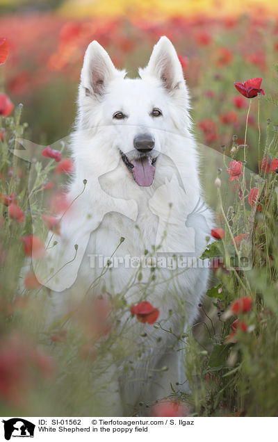 Weier Schferhund im Mohnfeld / White Shepherd in the poppy field / SI-01562