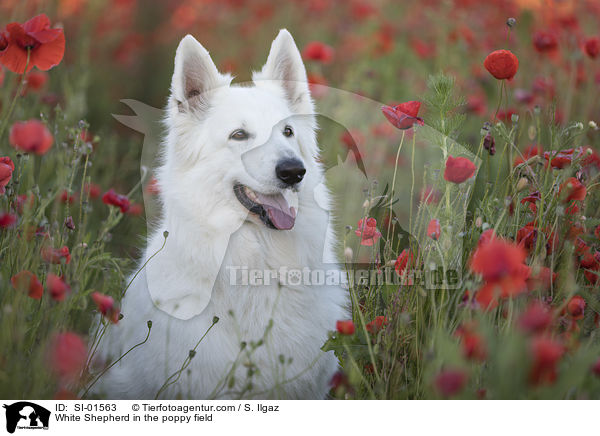 Weier Schferhund im Mohnfeld / White Shepherd in the poppy field / SI-01563