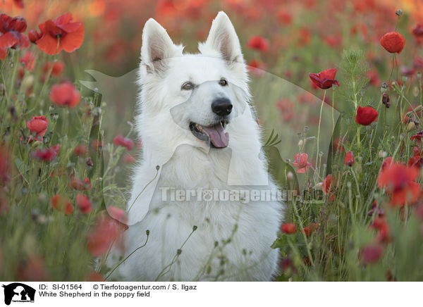 Weier Schferhund im Mohnfeld / White Shepherd in the poppy field / SI-01564