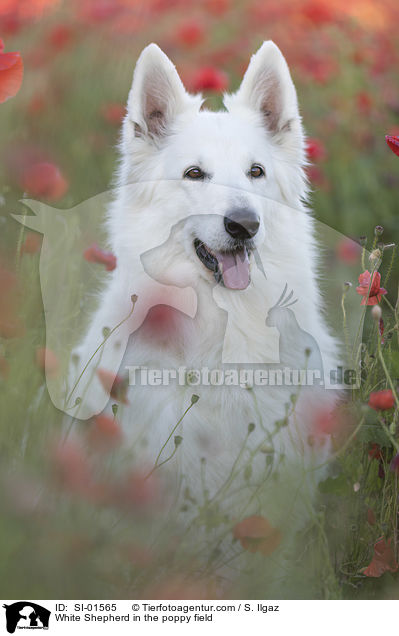 Weier Schferhund im Mohnfeld / White Shepherd in the poppy field / SI-01565