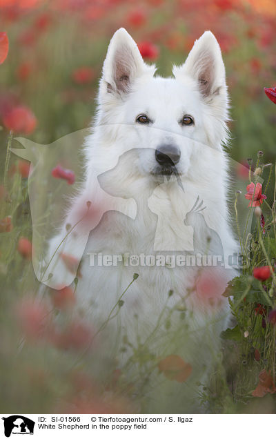Weier Schferhund im Mohnfeld / White Shepherd in the poppy field / SI-01566