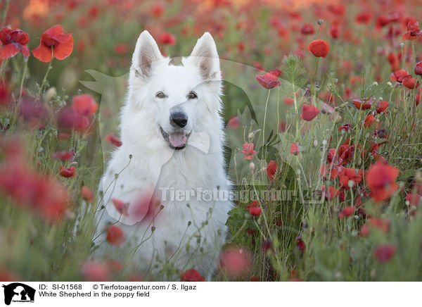 Weier Schferhund im Mohnfeld / White Shepherd in the poppy field / SI-01568