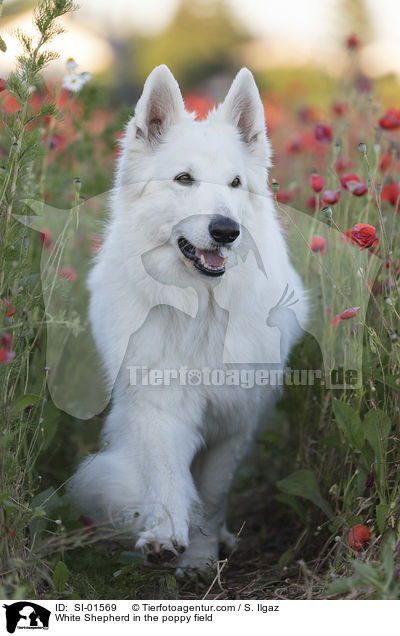 Weier Schferhund im Mohnfeld / White Shepherd in the poppy field / SI-01569