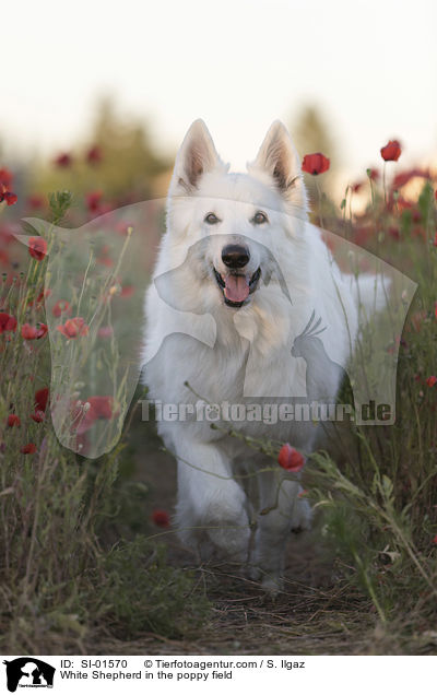 Weier Schferhund im Mohnfeld / White Shepherd in the poppy field / SI-01570
