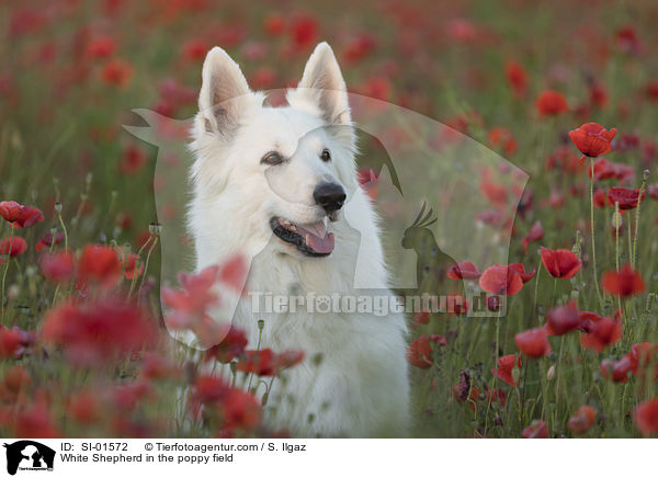 Weier Schferhund im Mohnfeld / White Shepherd in the poppy field / SI-01572