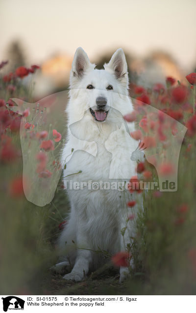 Weier Schferhund im Mohnfeld / White Shepherd in the poppy field / SI-01575