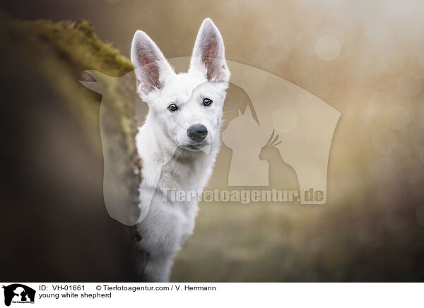 young white shepherd / VH-01661