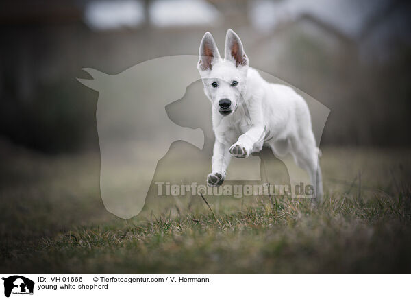 young white shepherd / VH-01666