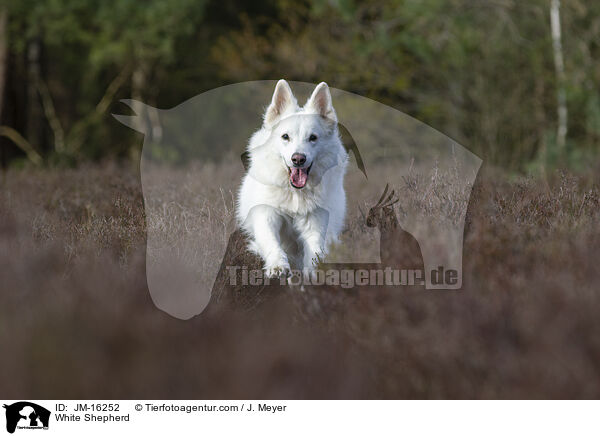 Weier Schferhund / White Shepherd / JM-16252