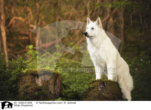 White Shepherd / KAS-01446