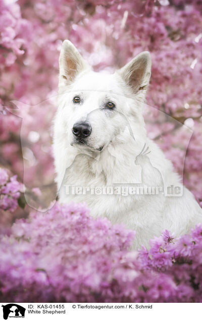 White Shepherd / KAS-01455