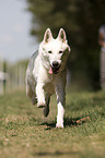 white Shepherd