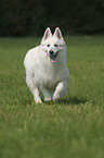 running White Shepherd