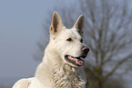 white shepherd