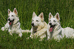 white shepherd