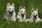 white shepherd