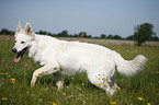 White Shepherd