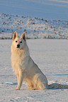 white shepherd in snow