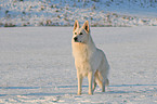 white shepherd in snow