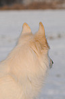 white shepherd in snow