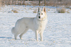 white shepherd in snow