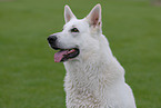 white shepherd portrait