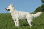 White Shepherd