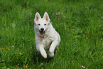 running white swiss shepherd