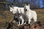 White Swiss Shepherds