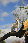 White Swiss Shepherd