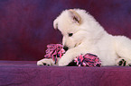 White Swiss Shepherd Puppy