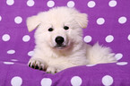 White Swiss Shepherd Puppy