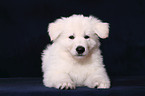 White Swiss Shepherd Puppy